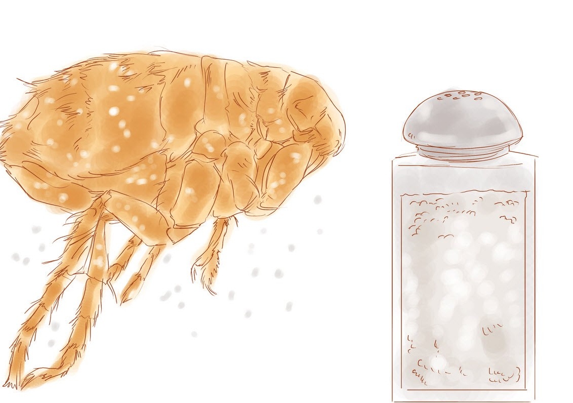 Salt Against Fleas