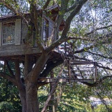 Haus in einem sich ausbreitenden Baum