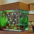 Aquarium im Innenraum