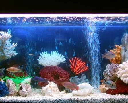 Aquarium im Inneren der Wohnung