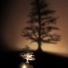 Bayangan pokok cahaya malam