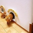 Kucing dalam idea apartmen