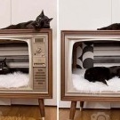 Fernseher für Katze