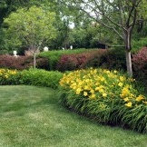 Taglilien - eine helle Ergänzung zum Blumenarrangement
