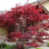 Ein sehr schöner Baum mit roten Blättern kann ein echter Akzent für die gesamte Komposition werden