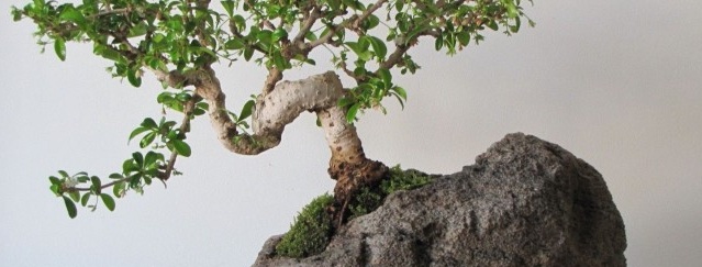Bonsai Jepun - foto pokok hiasan di pedalaman