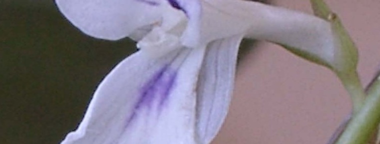 Bunga yang sederhana dari anak panah