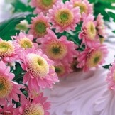 Kleine rosa Chrysanthemen