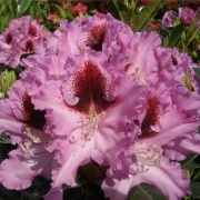 Wunderschöner Rhododendron-Blütenstand