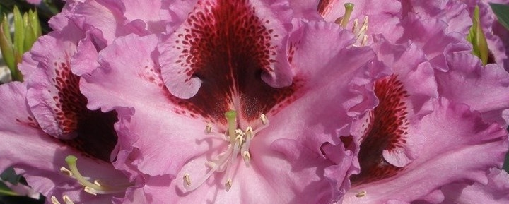Cantik Rhododendron Inflorescence