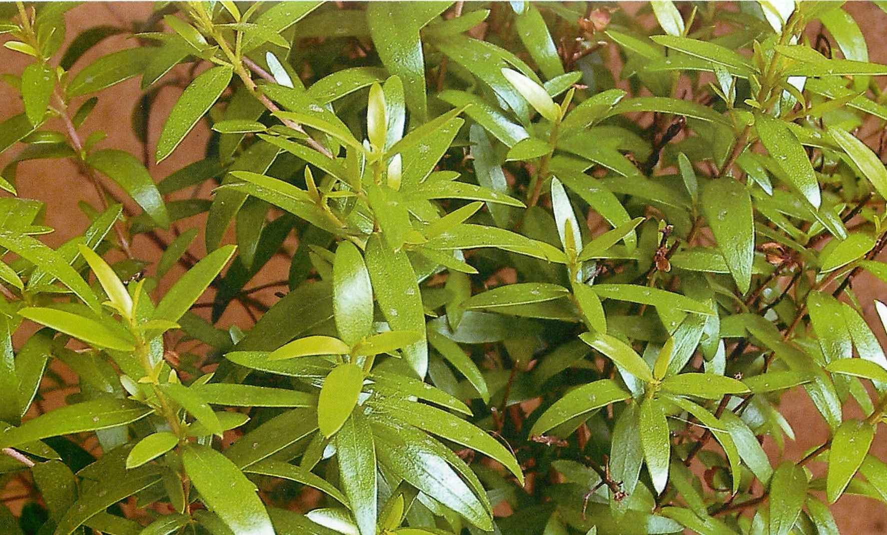 Glossy Myrtle Leaves
