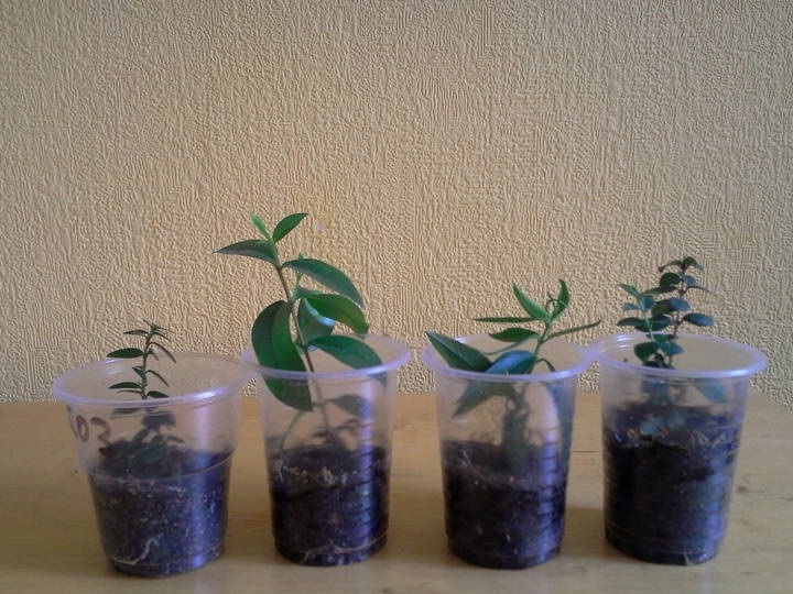 Myrtle Seedlings