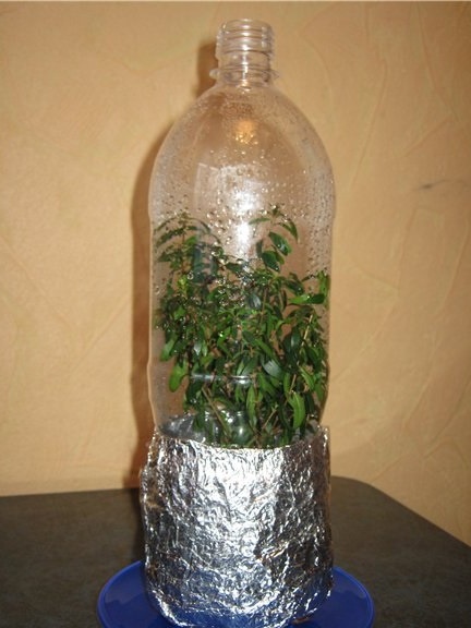 Myrtenkeimlinge in einer Plastikflasche