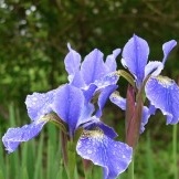 Azurblaue Farbe der Irisblume