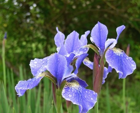Azure warna bunga iris