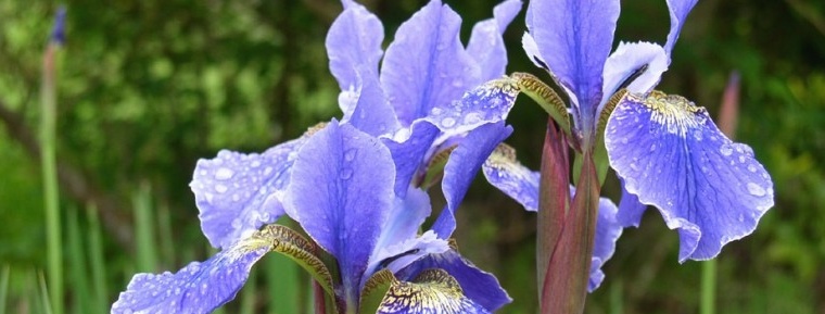 Azurblaue Farbe der Irisblume
