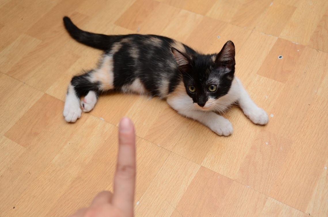 Kätzchen schaut auf Finger