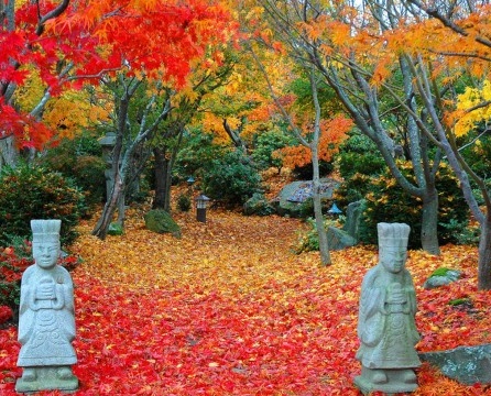 Gaya Jepun. Pokok maple Jepun pada musim gugur