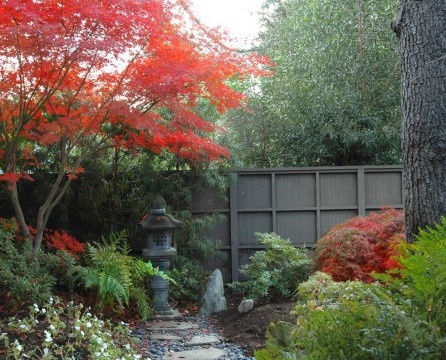 Japanischer Stil. Japanischer Ahornbaum im Herbst